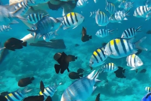 Zanzibar: Safari Blue privat tur med skaldjurslunch