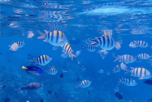 Sansibar: Safari Blue Private Tour mit Meeresfrüchten zum Mittagessen