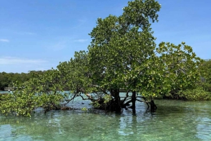 ZANZIBAR: Safari Blue snorklingeventyr med BBQ