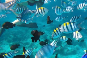 ZANZIBAR: Safari Blue snorklingeventyr med BBQ