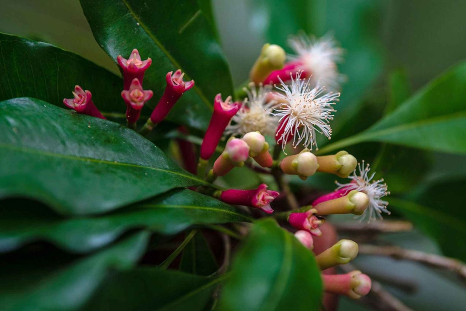 Zanzibar : visite d'une plantation d'épices, de la forêt de Jozani et du Butterfly Center