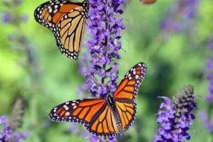 Zanzibar: Spice Farm, Jozani Forest & Butterfly Center Visit