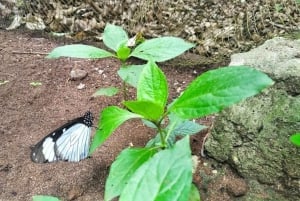 Zanzibar: Spice Farm, Jozani Forest & Butterfly Center Visit