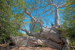Zanzíbar: crucero Safari Blue en dhow de madera con barbacoa de marisco.