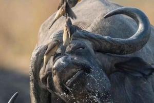 Zanzibar: Safari dagsudflugt fra Zanzibar til Mikumi