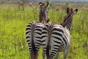 Zanzibar: Safari dagsudflugt fra Zanzibar til Mikumi