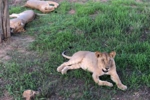 Zanzibar: Safari dagsudflugt fra Zanzibar til Mikumi