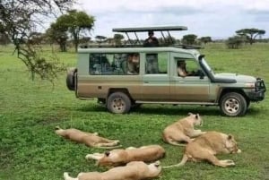 Zanzibar: Safari dagsudflugt fra Zanzibar til Mikumi