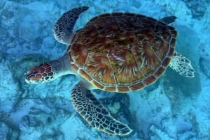 Zanzibar: passeio pela gruta de Salaam e natação com tartarugas