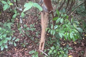 ZANZÍBAR: cueva Salaam, bosque Jozani y restaurante Rock