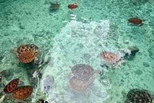 ZANZÍBAR: cueva Salaam, bosque Jozani y restaurante Rock