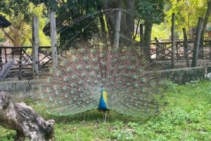 ZANZÍBAR: Cueva de Salaam, Isla Prisión y excursión al bosque de Jozani