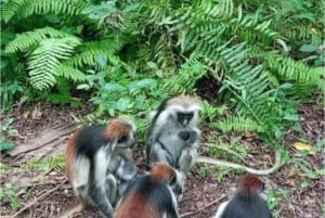ZANZÍBAR: Cueva de Salaam, Isla Prisión y excursión al bosque de Jozani