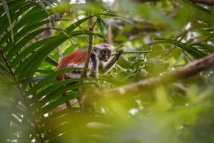 SANS BARA: Salaam-Höhle, Gefängnisinsel und Jozani-Wald-Tour