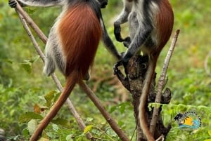 Занзибар: пещера Салаам, морские черепахи и лес Джозани