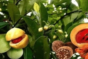 ザンジバル：カメと泳ぐサラーム洞窟＆スパイス農園ツアーをお楽しみください