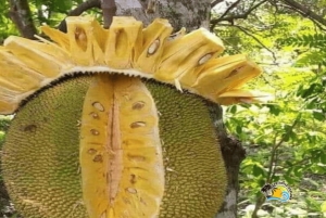 ザンジバル：カメと泳ぐサラーム洞窟＆スパイス農園ツアーをお楽しみください