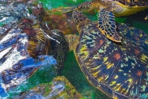 ZANZIBAR: Salaam Cave Zwemmen met zeeschildpadden bij Kizimkazi