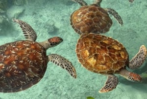Zanzibar: Wycieczka „Pływanie z żółwiami w jaskini Salaam”