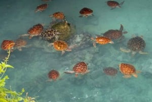 Zanzibar: Wycieczka „Pływanie z żółwiami w jaskini Salaam”