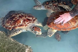 Zanzíbar: Excursión a la cueva de Salaam para nadar con tortugas
