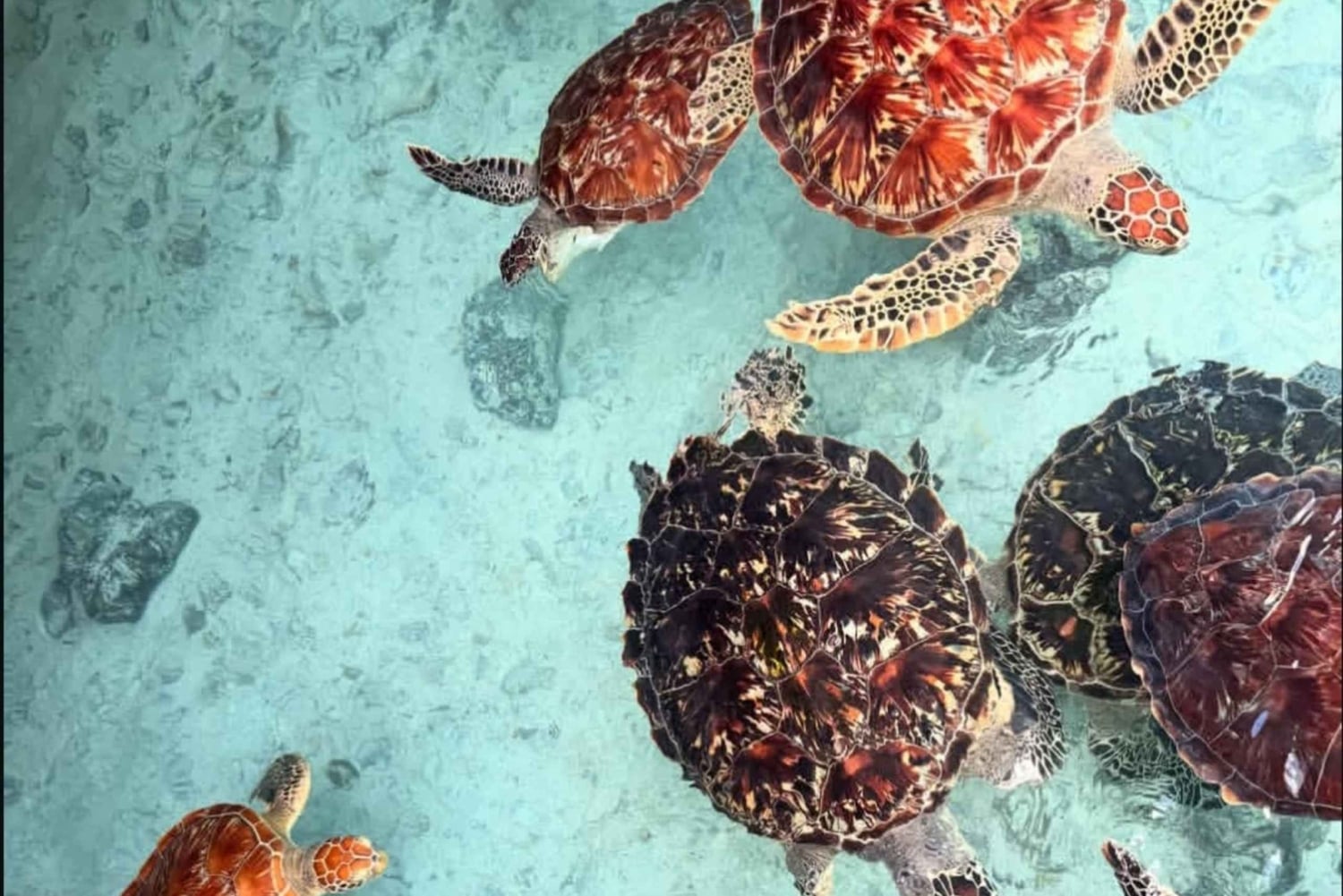 Zanzibar: Salam Cave Tour, swimming with turtles