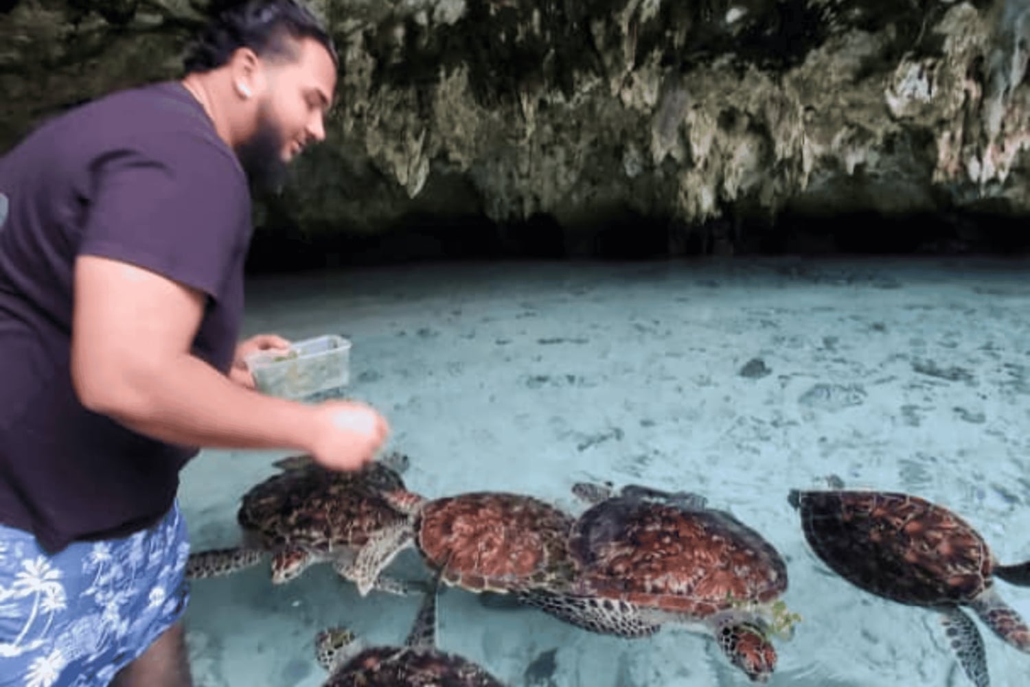 Zanzibar: mergulhe com tartarugas marinhas na gruta da lagoa na vila de Nungwi