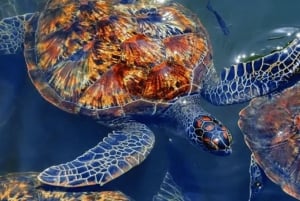 Zanzibar: mergulhe com tartarugas marinhas na gruta da lagoa na vila de Nungwi