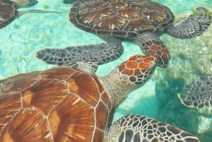 Zanzibar: mergulhe com tartarugas marinhas na gruta da lagoa na vila de Nungwi