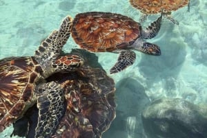 Zanzibar: Simma med havssköldpaddor i Salam Cave i byn Kizimkazi