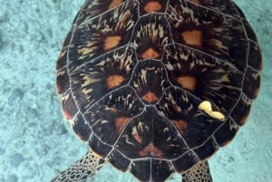 Sansibar: Schwimmen mit Meeresschildkröten in der Salam-Höhle im Dorf Kizimkazi