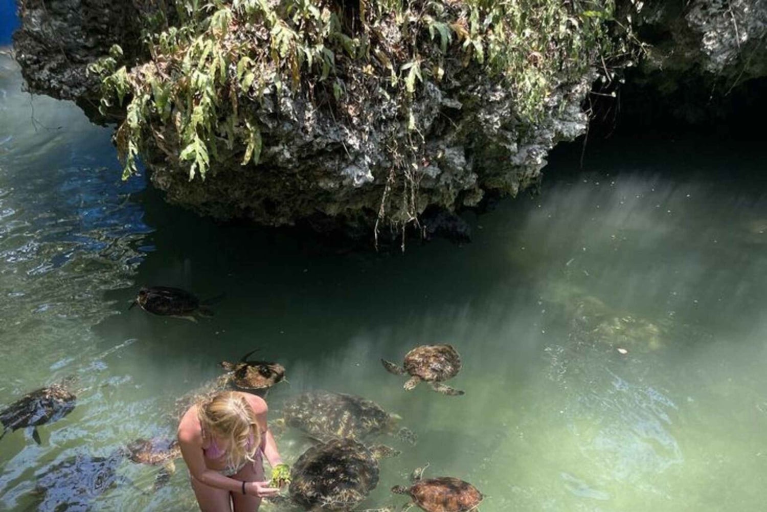 ZANZIBAR: Uimaan ja ruokkimaan merikilpikonnien kanssa NUNGWISSA