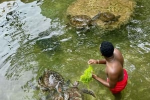 ZANZIBAR: Uimaan ja ruokkimaan merikilpikonnien kanssa NUNGWISSA