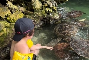 ZANZIBAR: Uimaan ja ruokkimaan merikilpikonnien kanssa NUNGWISSA