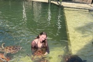 ZANZIBAR: Uimaan ja ruokkimaan merikilpikonnien kanssa NUNGWISSA