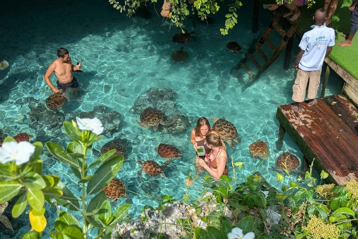 Zanzibar: Merikilpikonnia uimassa ja ruokkimassa Salaamin luolassa. Hieno muisto