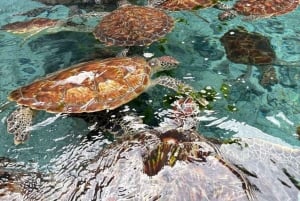 Zanzibar: Merikilpikonnia uimassa ja ruokkimassa Salaamin luolassa. Hieno muisto