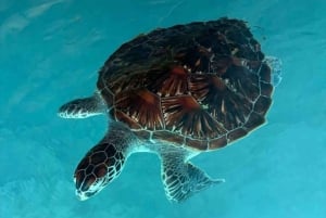 Zanzibar: Merikilpikonnia uimassa ja ruokkimassa Salaamin luolassa. Hieno muisto