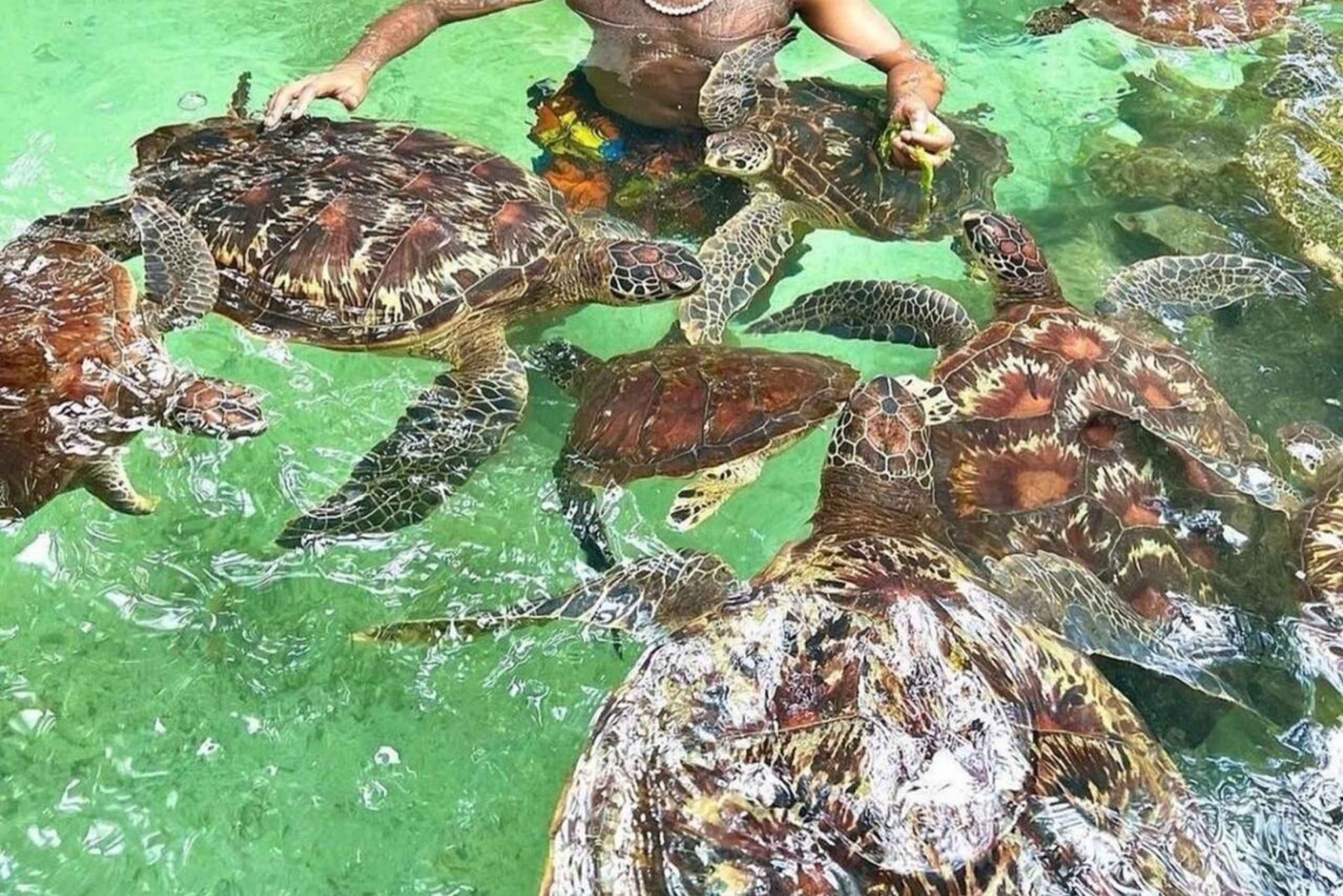 Zanzibar: Svøm med havskildpadder, og tag på abetur i Jozani