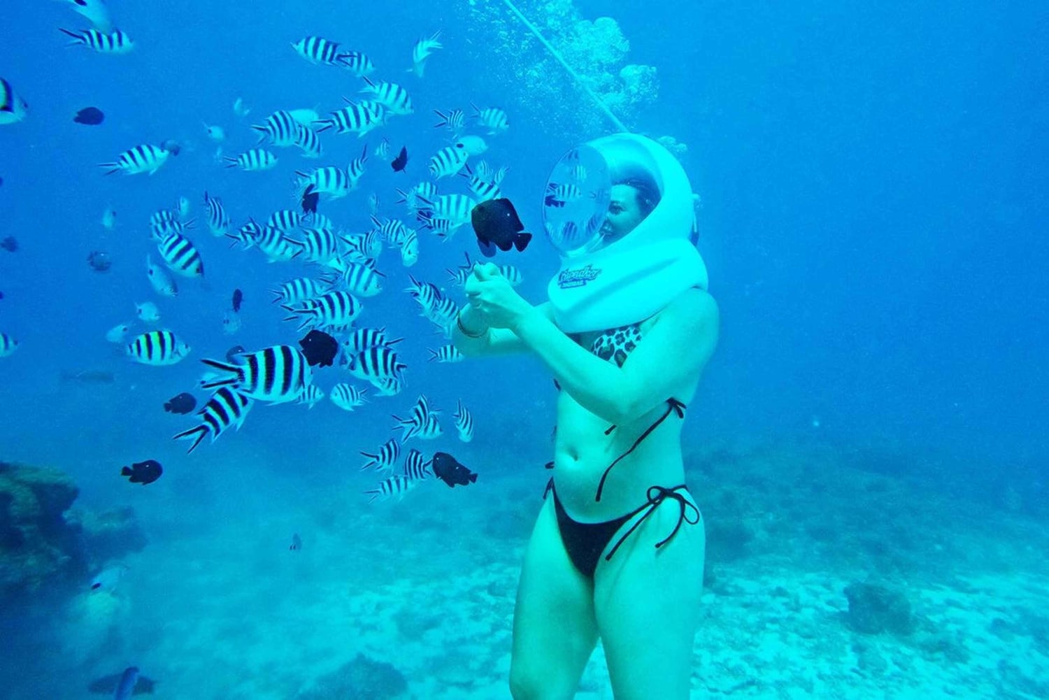 ザンジバル：シーウォークアドベンチャー＆ウミガメ保護区ツアーをご案内いたします