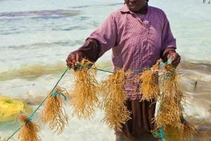 Spice Farm, Stone Town, Prison Island & Nakupenda sand bank