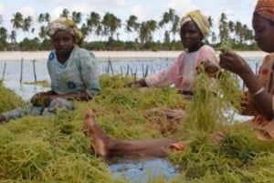 Spice Farm, Stone Town, Prison Island & Nakupenda sand bank