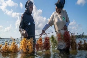 Spice Farm, Stone Town, Prison Island & Nakupenda sand bank