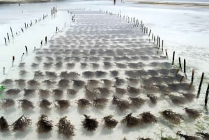 Zanzibar: Seaweed and Paje Village experience Tour