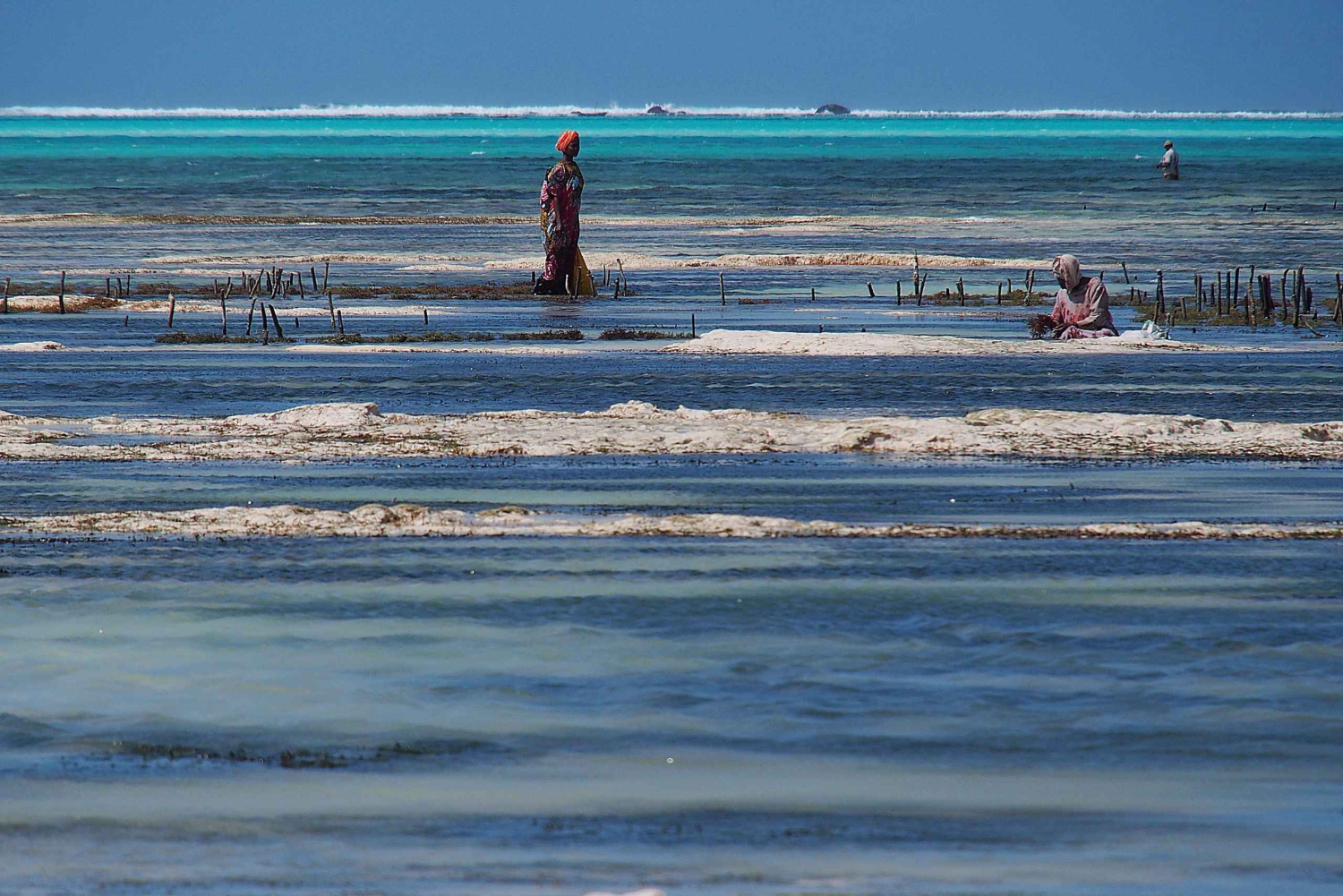 Zanzibar: zeewierboerderij en Salaam-grottocht met zwemmen