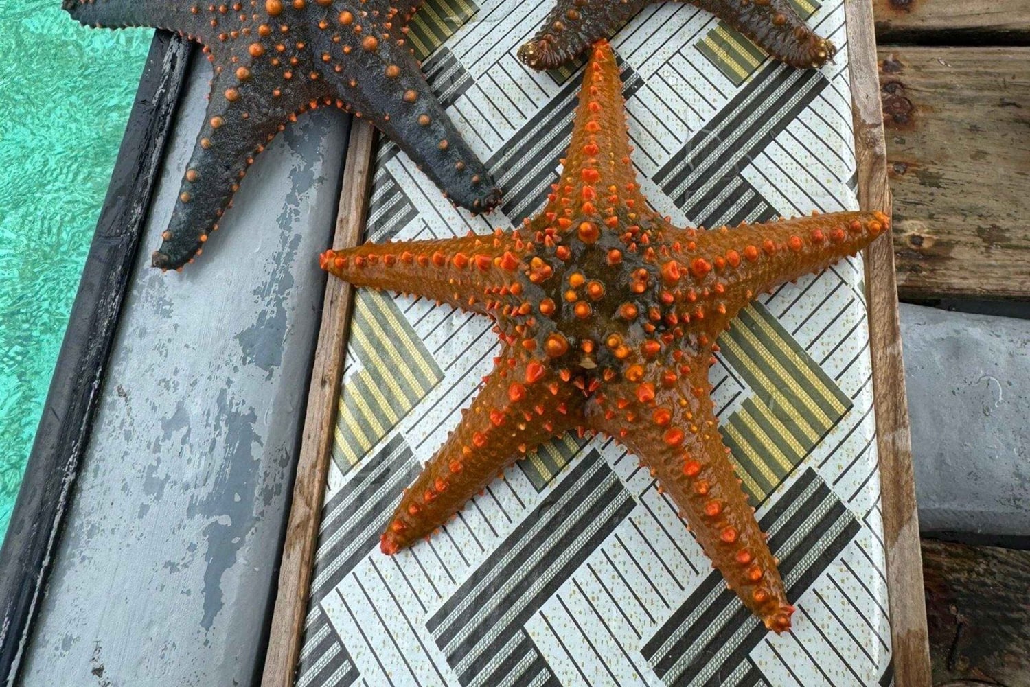 Zanzibar: tour della fattoria di alghe e stelle marine