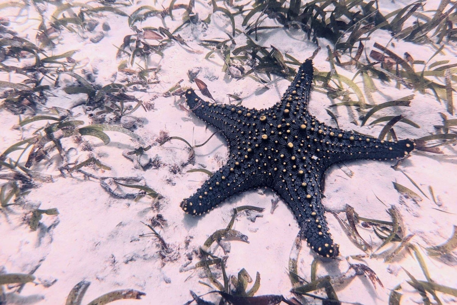 Zanzibar: tour della fattoria di alghe e stelle marine