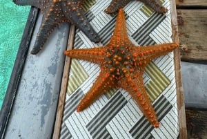 Zanzibar: tour della fattoria di alghe e stelle marine