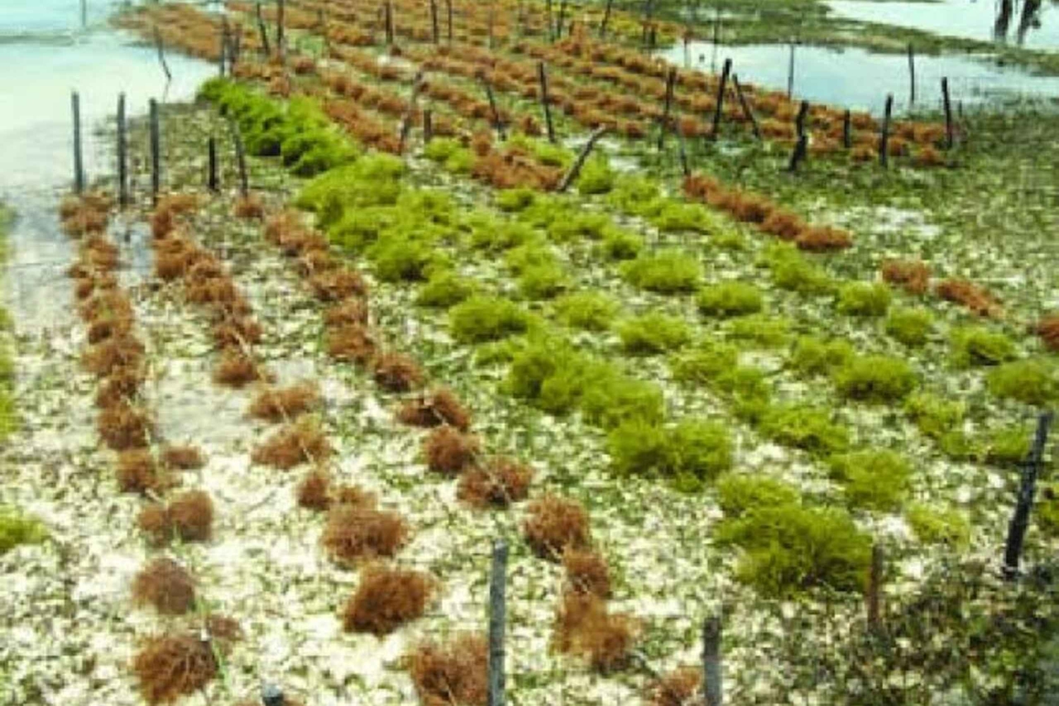 Sansibar: Algenfarm-Tour mit einheimischen Frauen