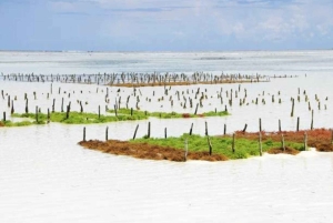 Sansibar: Algenfarm-Tour mit einheimischen Frauen